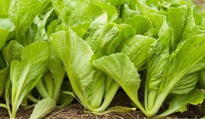 Cải bẹ xanh 1kg - Ảnh 2