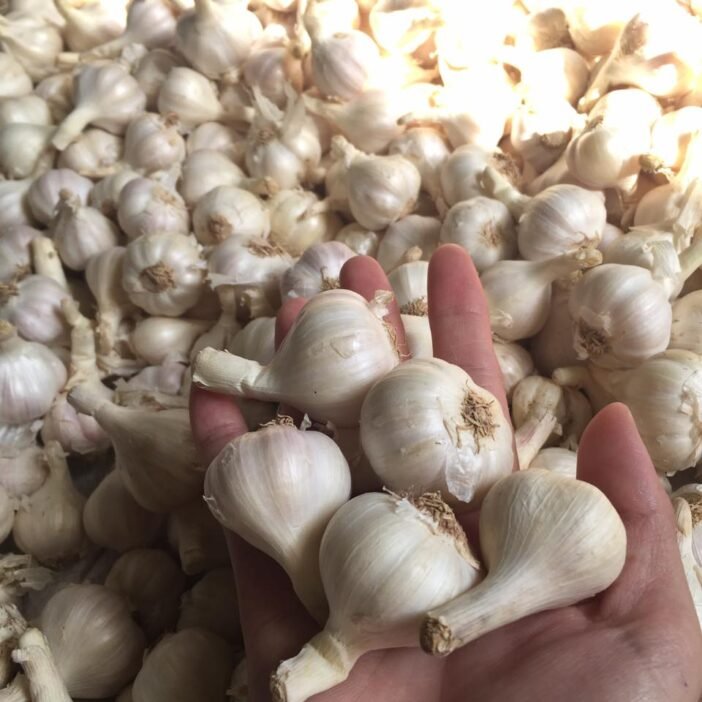 Tỏi Lý Sơn - Ảnh 2